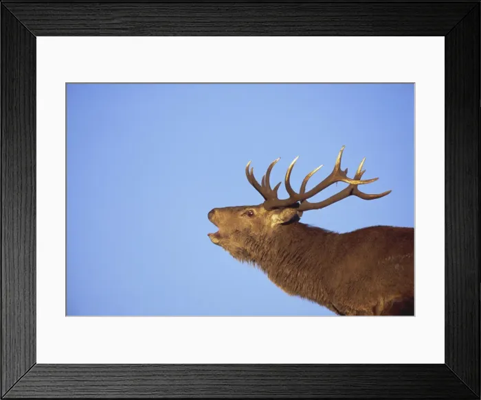 Framed Print : Red deer stag Framed Print : Red deer stag