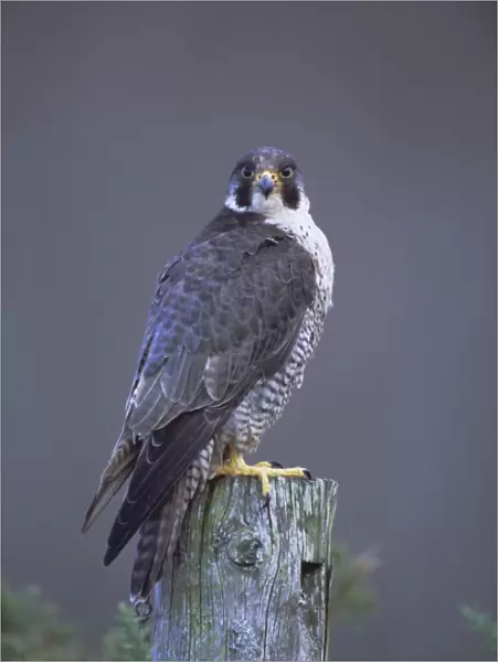 Peregrine falcon (Falco peregrinus)