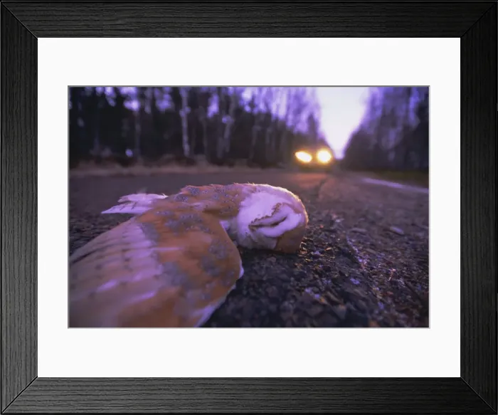 Framed Print : Road casualty Framed Print : Road casualty