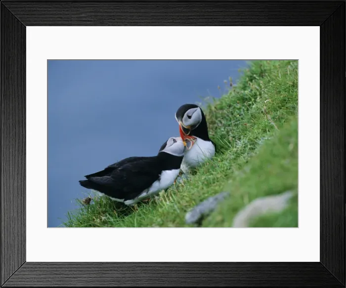 Framed Print : Puffin pair (Fratercula artica) billing Framed Print : Puffin pair (Fratercula artica) billing