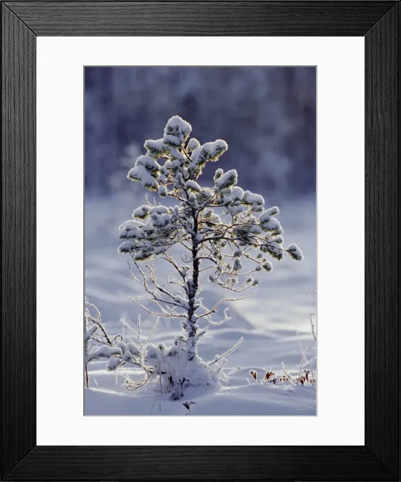 Framed Print : Young Scots pine covered in snow in winter Framed Print : Young Scots pine covered in snow in winter
