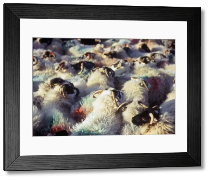Framed Print : Sheep, island of Harris Framed Print : Sheep, island of Harris