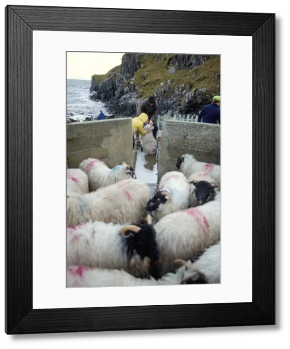 Framed Print : Shepherd and sheep