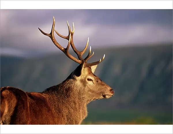 Red deer stag (Cervus elaphus)