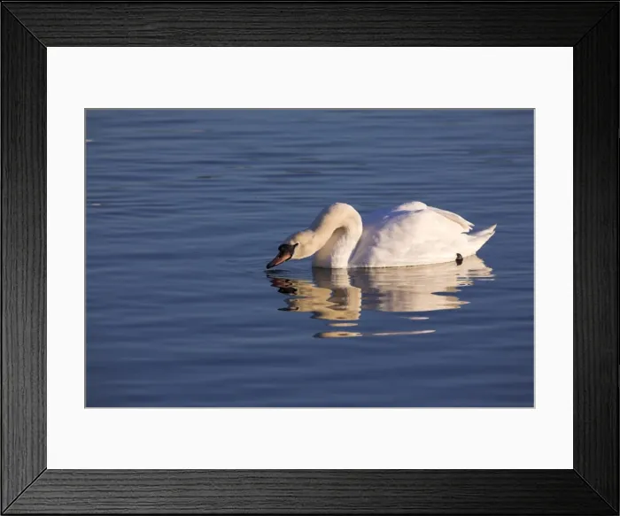 Framed Print : Mute swan, Cygnus olor Framed Print : Mute swan, Cygnus olor