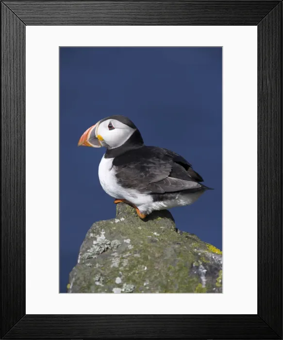 Framed Print : Puffin on rock Framed Print : Puffin on rock