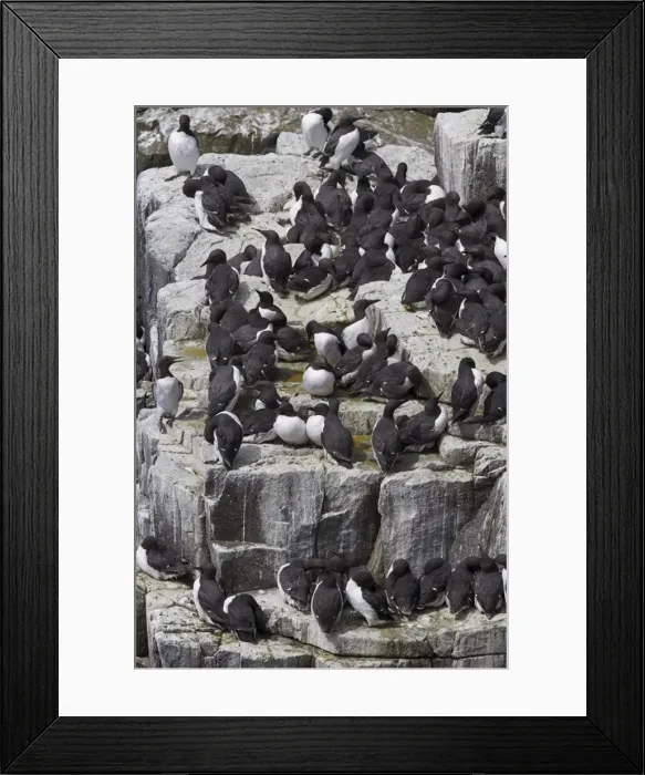Framed Print : Guillemot breeding colony Framed Print : Guillemot breeding colony