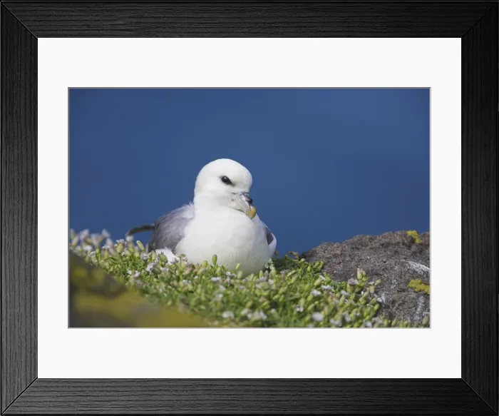 Framed Print : Fulmar, Fulmarus glacialis Framed Print : Fulmar, Fulmarus glacialis