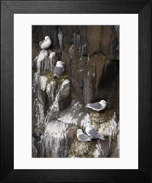 Framed Print : Kittiwakes on nest Framed Print : Kittiwakes on nest