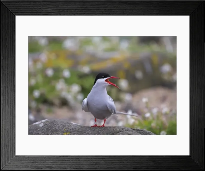 Framed Print : Arctic tern Framed Print : Arctic tern