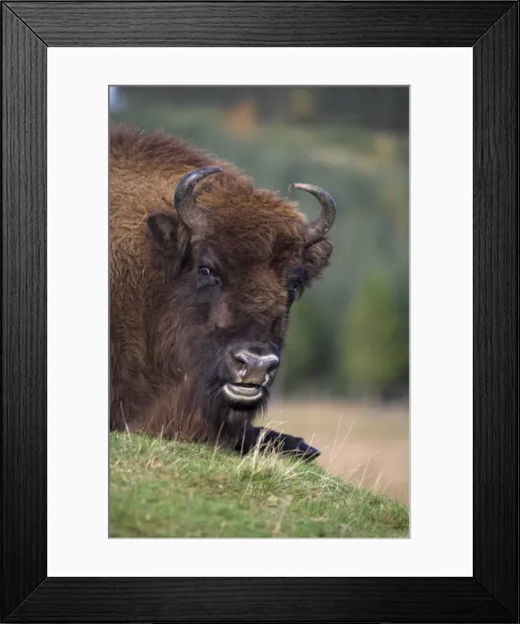 Framed Print : European bison Framed Print : European bison