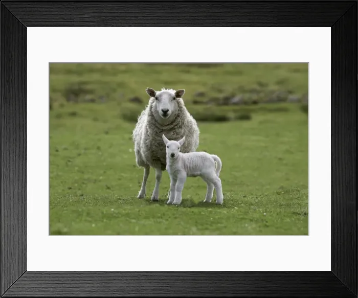 Framed Print : Ewe with lamb