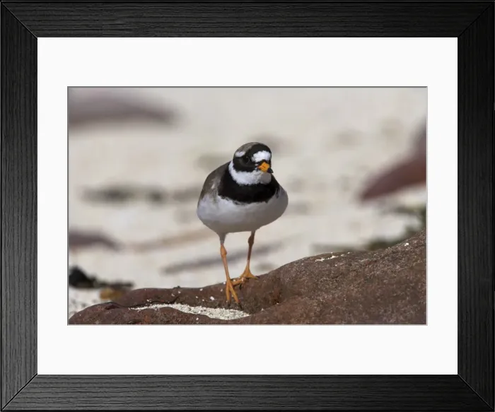 Framed Print : Ringed plover Framed Print : Ringed plover