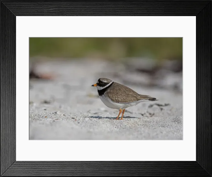Framed Print : Ringed plover Framed Print : Ringed plover