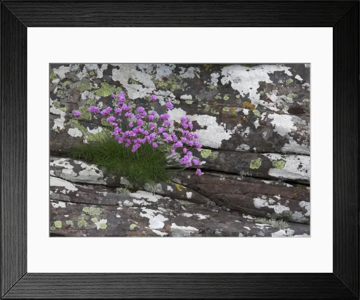 Framed Print : Thrift, Armeria maritima Framed Print : Thrift, Armeria maritima