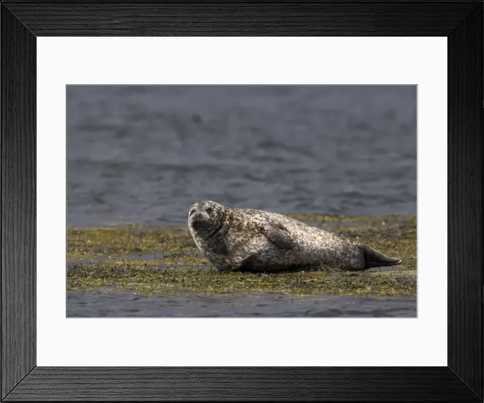 Framed Print : Common (harbour) seal