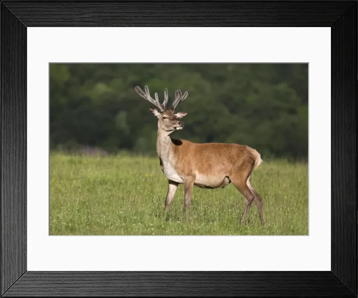 Framed Print : Red deer (Cervus elaphus) stag Framed Print : Red deer (Cervus elaphus) stag
