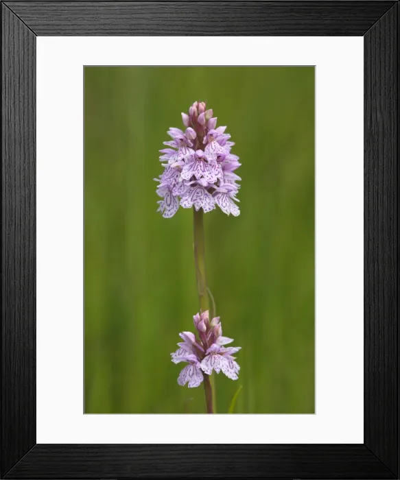 Framed Print : Heath spotted orchid (Dactylorhiza maculata) Framed Print : Heath spotted orchid (Dactylorhiza maculata)