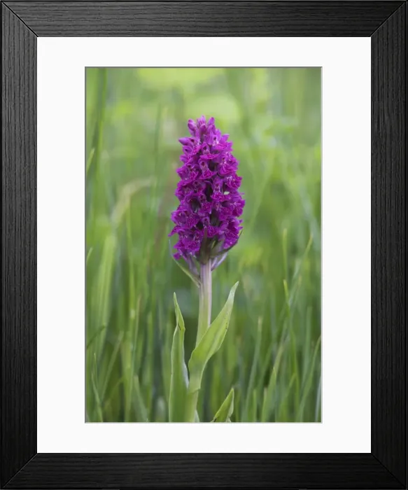 Framed Print : Northern marsh orchid (Dactylorhiza purpurella) Framed Print : Northern marsh orchid (Dactylorhiza purpurella)