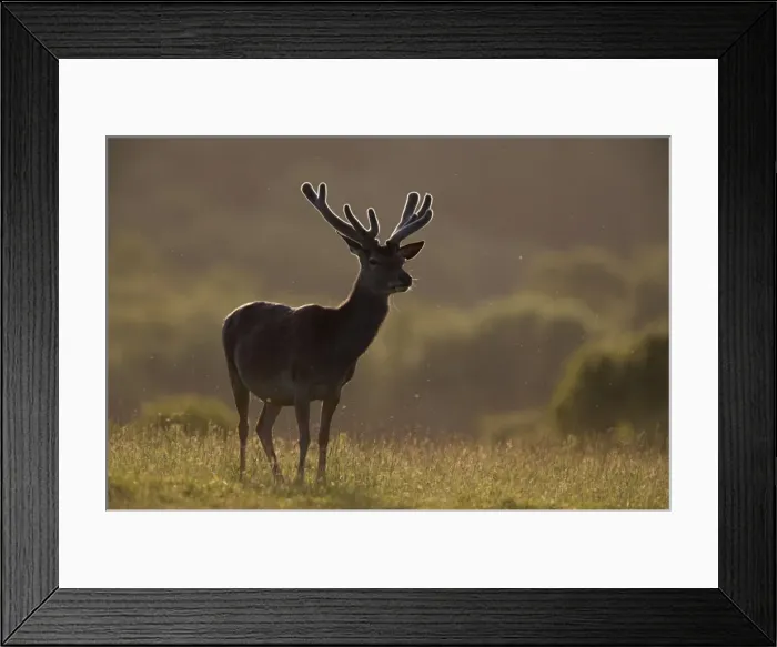Framed Print : Red deer (Cervus elaphus) Framed Print : Red deer (Cervus elaphus)