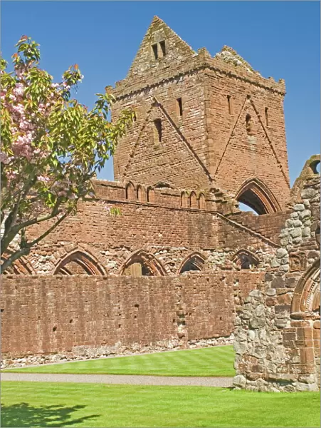 The 13th century Cistercian Sweetheart Abbey