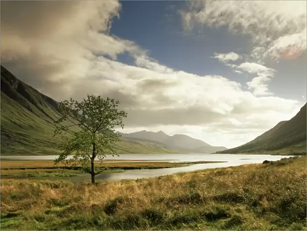 Loch Etive and lone tree