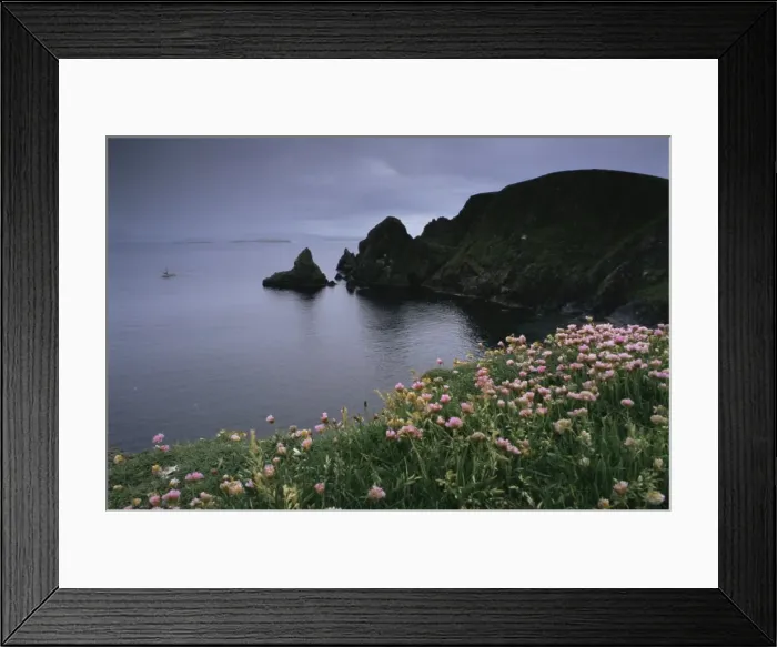 Framed Print : Thrift above the West Mainland coast with boat in distance Framed Print : Thrift above the West Mainland coast with boat in distance