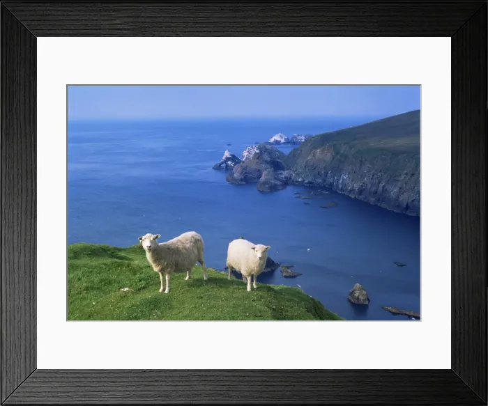 Framed Print : Sheep, Hermaness Nature Reserve Framed Print : Sheep, Hermaness Nature Reserve