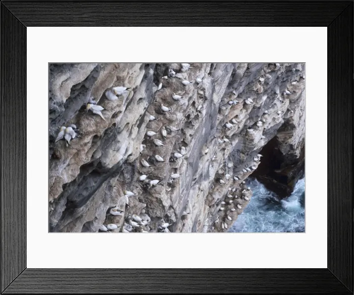 Framed Print : Gannets nesting on cliffs of Noss National Nature Reserve Framed Print : Gannets nesting on cliffs of Noss National Nature Reserve