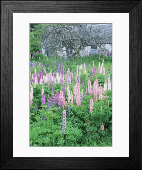 Framed Print : Lupins in an old garden Framed Print : Lupins in an old garden