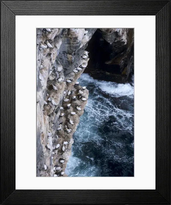 Framed Print : Gannets nesting on cliffs of Noss National Nature Reserve Framed Print : Gannets nesting on cliffs of Noss National Nature Reserve