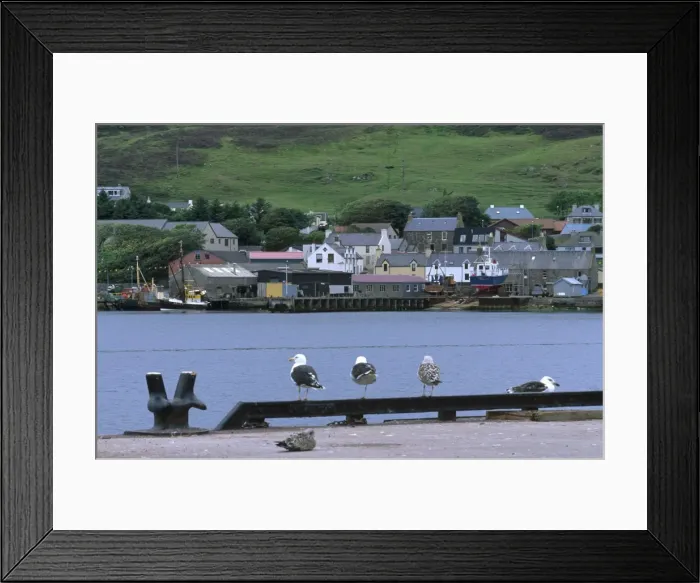 Framed Print : View of Scalloway harbour and Scalloway Framed Print : View of Scalloway harbour and Scalloway