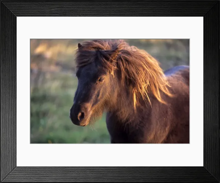 Framed Print : Shetland pony Framed Print : Shetland pony