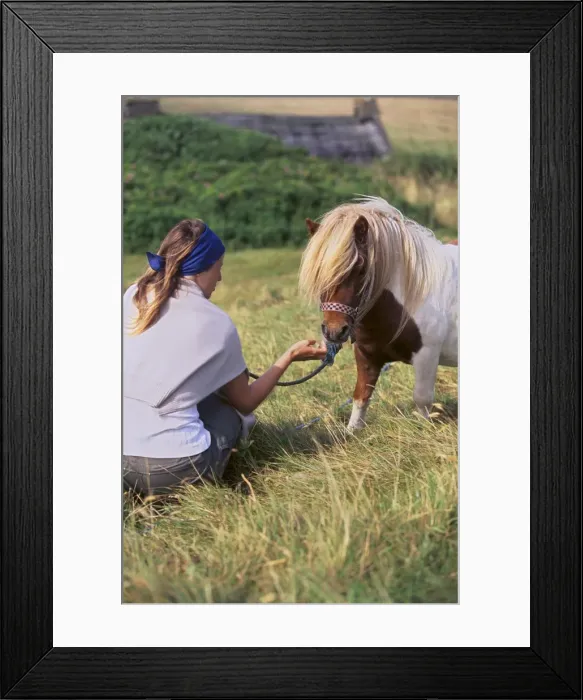 Framed Print : Shetland pony Framed Print : Shetland pony
