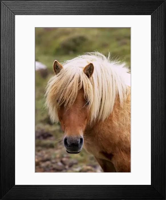 Framed Print : Shetland pony Framed Print : Shetland pony