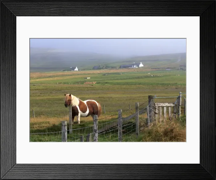 Framed Print : Shetland pony Framed Print : Shetland pony