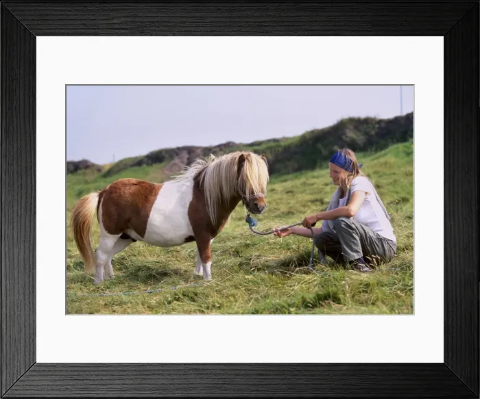 Framed Print : Shetland pony Framed Print : Shetland pony