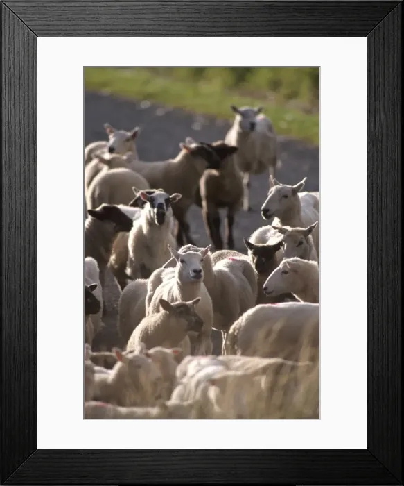 Framed Print : Sheep rearing is one of the main economic activities in Shetland Framed Print : Sheep rearing is one of the main economic activities in Shetland