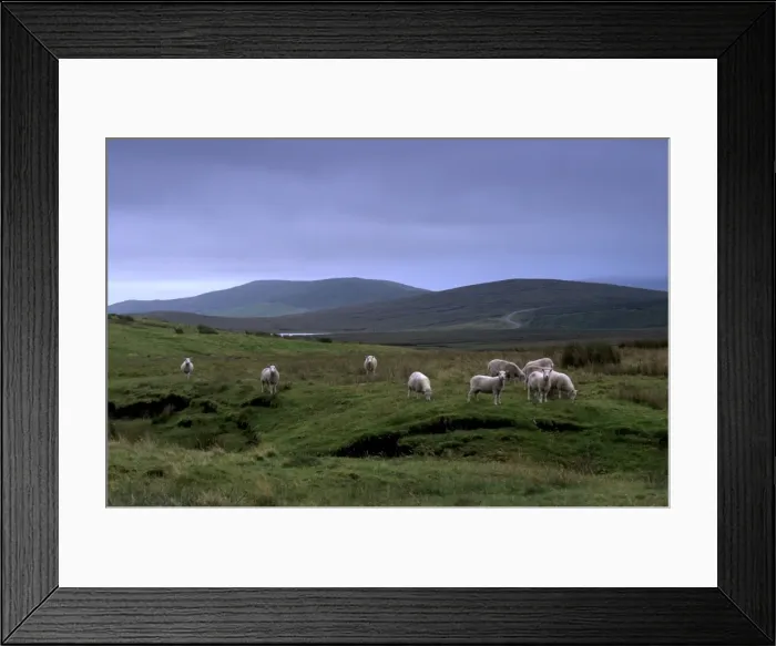 Framed Print : Sheep rearing is one of the main economic activities in Shetland Framed Print : Sheep rearing is one of the main economic activities in Shetland