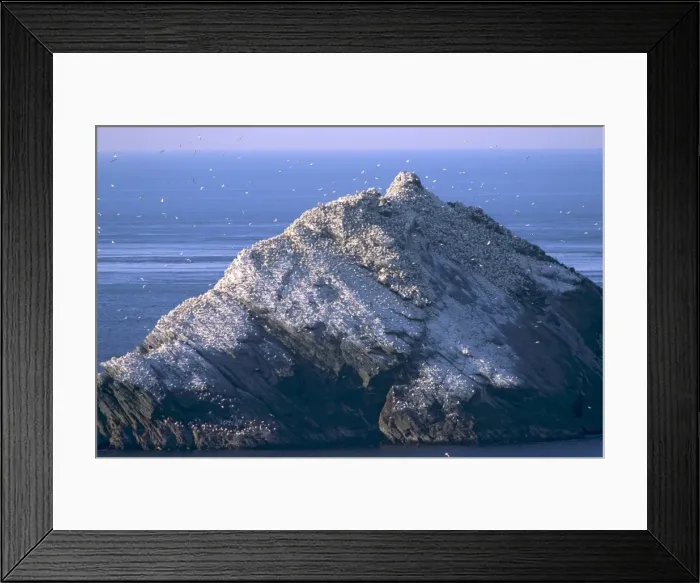 Framed Print : Hermaness cliffs and gannetry Framed Print : Hermaness cliffs and gannetry