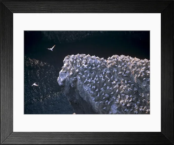 Framed Print : Hermaness cliffs and gannetry Framed Print : Hermaness cliffs and gannetry