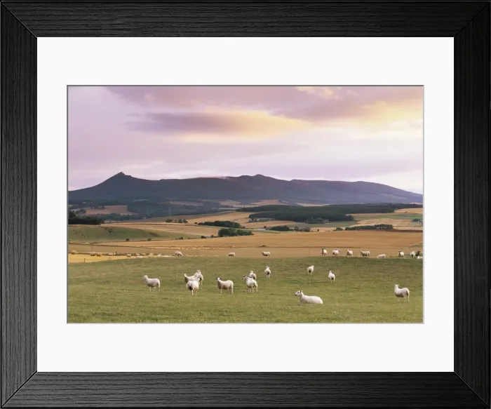Framed Print : Fields and sheep near Oldmeldrum Framed Print : Fields and sheep near Oldmeldrum