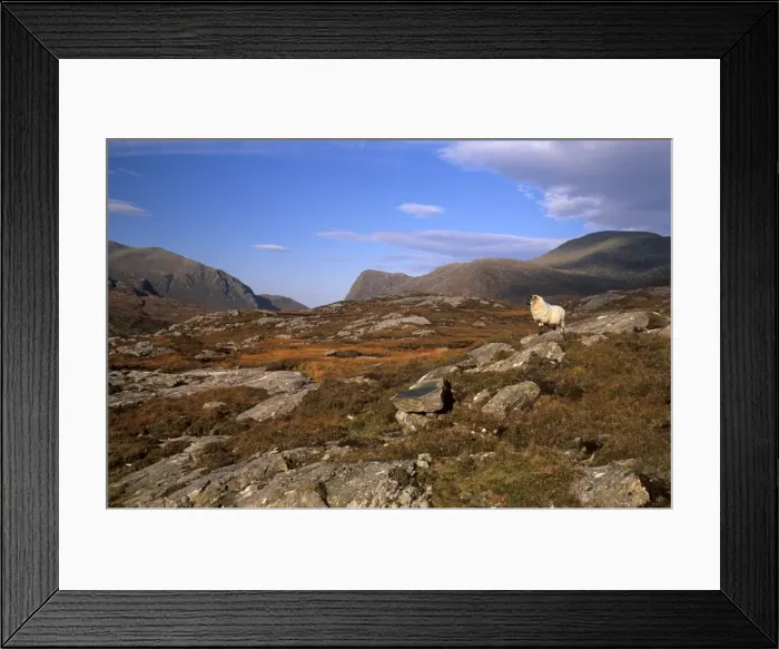 Framed Print : Sheep, rocky outcrops of Forest of Harris Framed Print : Sheep, rocky outcrops of Forest of Harris