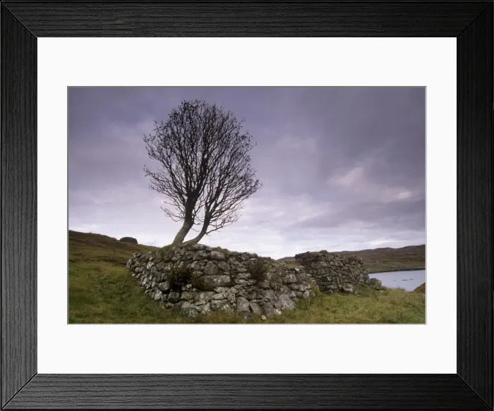 Framed Print : Old blackhouse ruin and tree Framed Print : Old blackhouse ruin and tree