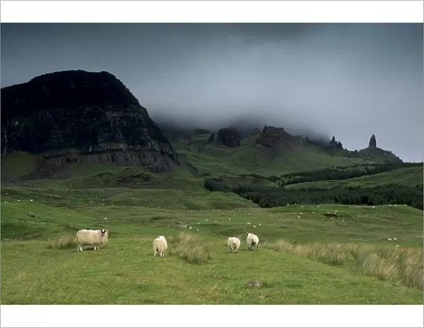 Sheep and Old Man of Storr in the distance on right