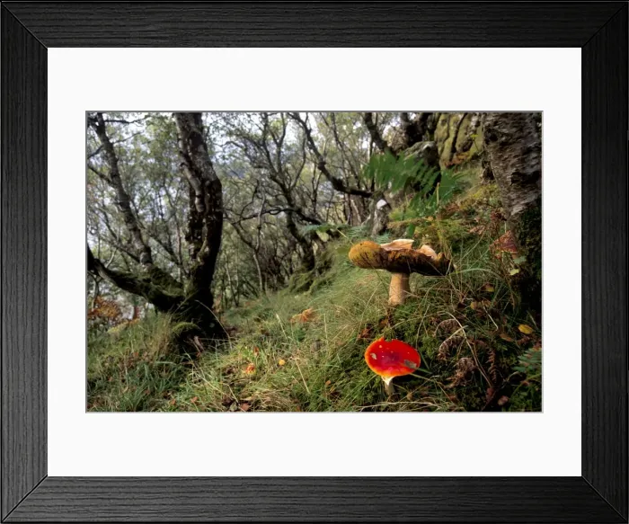 Framed Print : Damp forest near Portree Framed Print : Damp forest near Portree