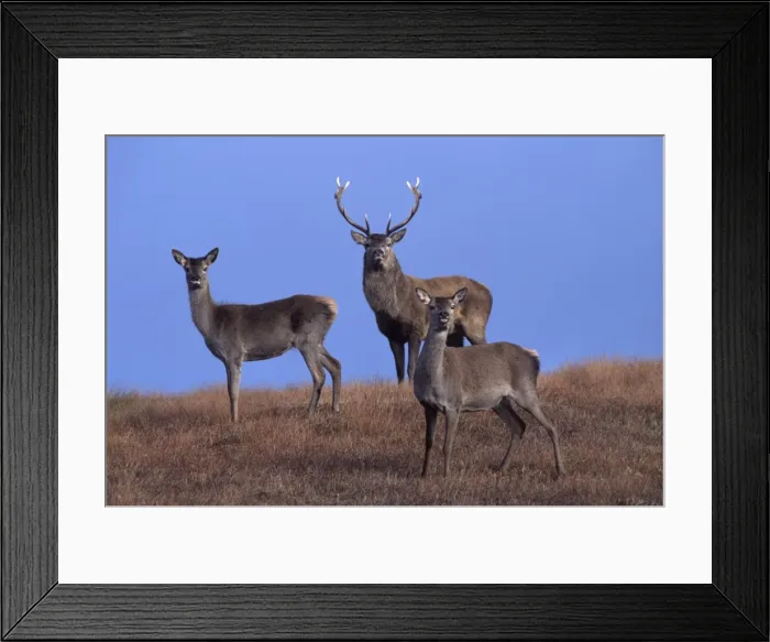 Framed Print : Red deer, Isle of Harris Framed Print : Red deer, Isle of Harris