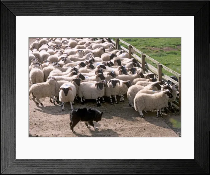 Framed Print : Sheepdog and sheep Framed Print : Sheepdog and sheep