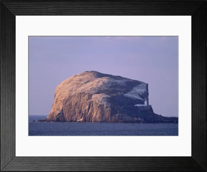Framed Print : Bass Rock, large gannet (Sula bassana) colony of around 80000 nests Framed Print : Bass Rock, large gannet (Sula bassana) colony of around 80000 nests