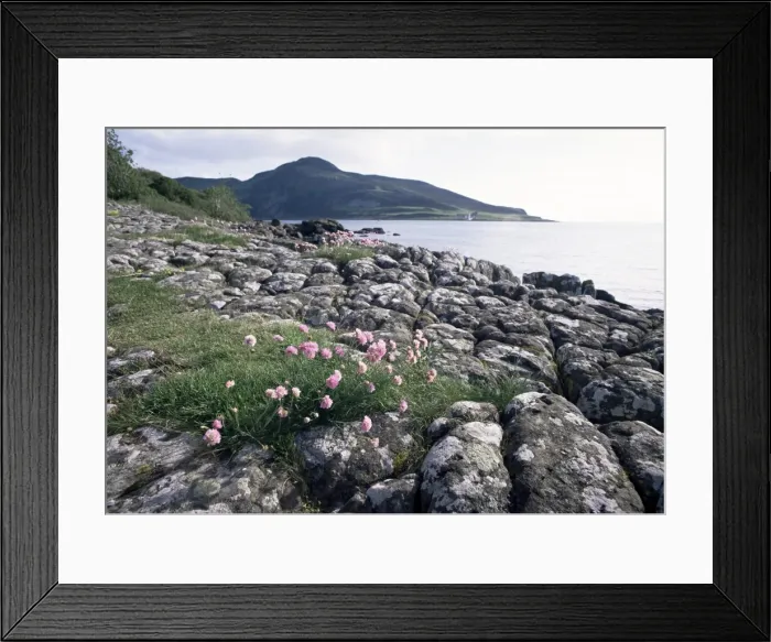 Framed Print : Thrift growing on Kingscross Point Framed Print : Thrift growing on Kingscross Point